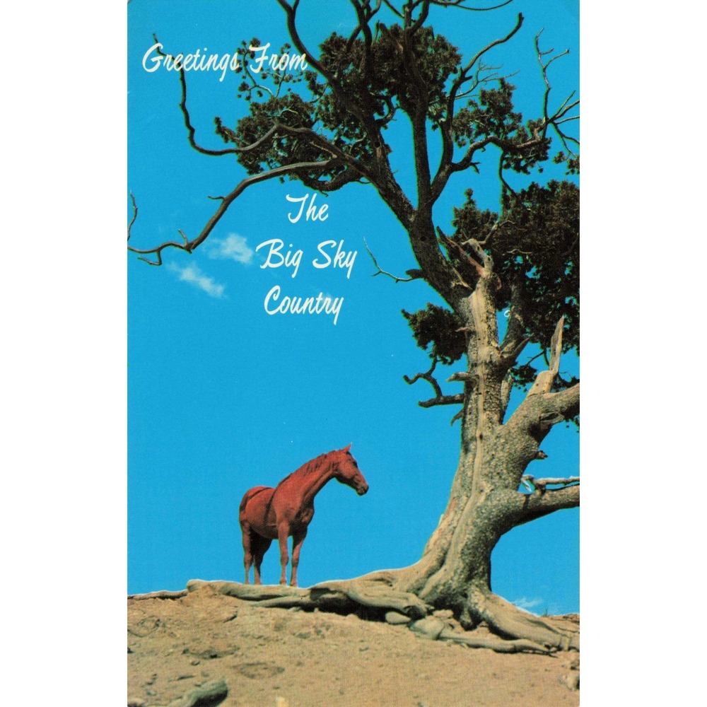 Vintage Montana Postcard Horse on a High Hill Big Sky Country Chrome VG+